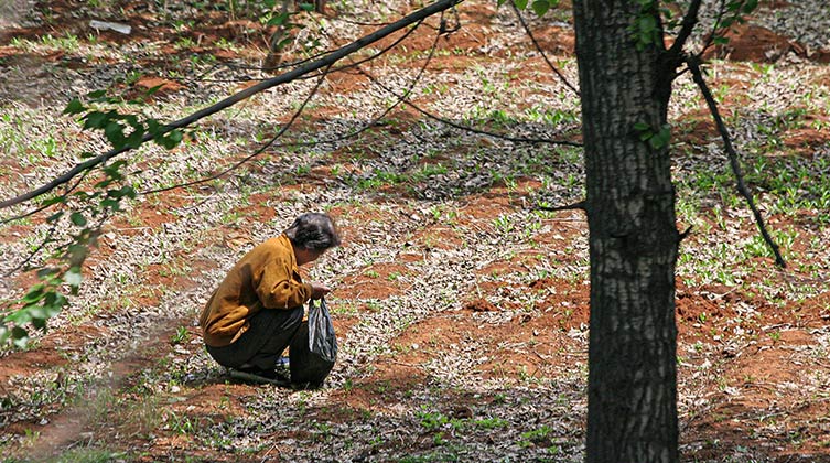 Kobieta zbierająca trawę - Korea